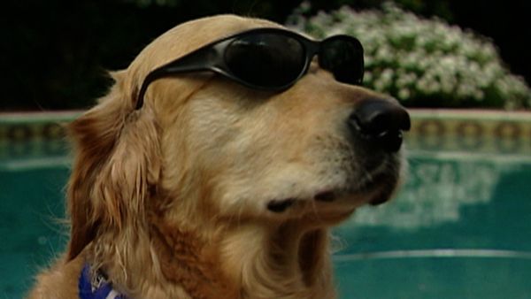 Dogs with Jobs - Episode 19: Rowdy: TV Star, Wizard: Restaurant Dog & Rio: Baseball Dog