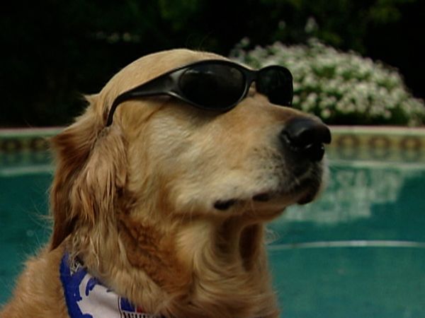 Dogs with Jobs - Episode 19: Rowdy: TV Star, Wizard: Restaurant Dog & Rio: Baseball Dog