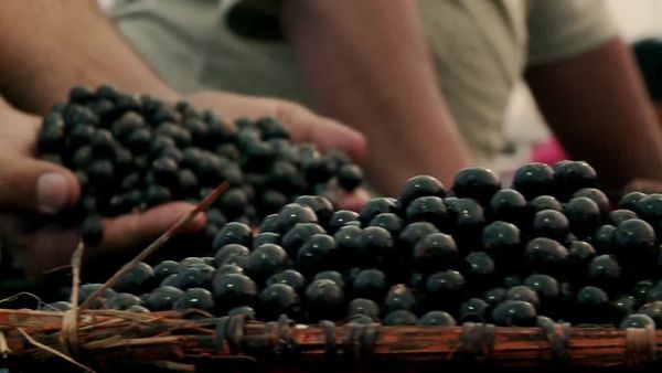 Torneios Brasil - Do Açaí ao Peixe