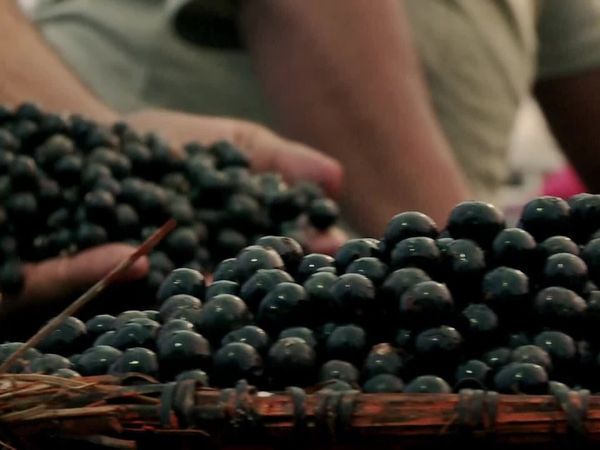 Torneios Brasil - Do Açaí ao Peixe