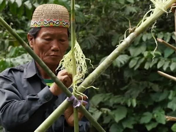 Deadliest Journeys - Borneo