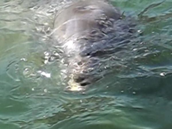Thiaguinho, o aventureiro - Uma Aventura com Golfinhos