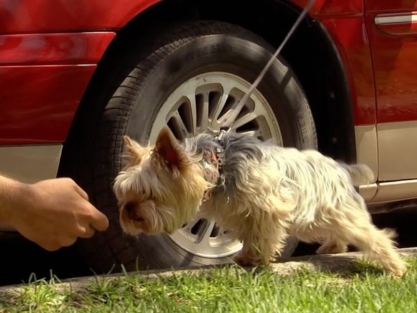 Just for Laughs Gags - Yorkshire towing