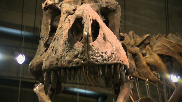 Sur la piste des dinosaures - Épisode 4 : La fin des dinosaures ?