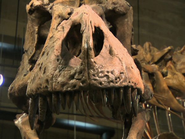Sur la piste des dinosaures - Épisode 4 : La fin des dinosaures ?