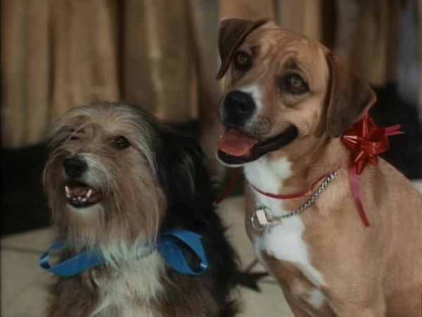 The Beverly Hillbillies - Dog Days