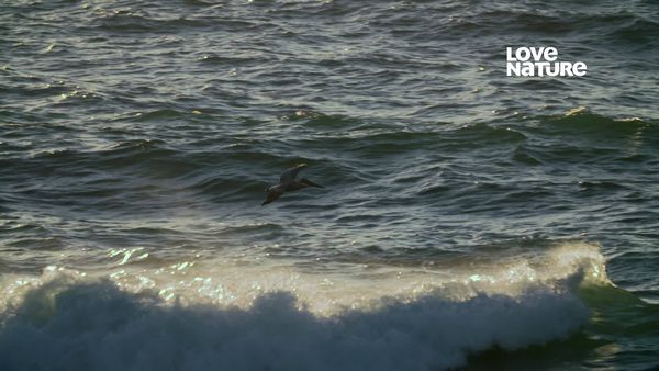 A Praia Viva - Califórnia