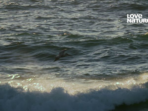 A Praia Viva - Califórnia