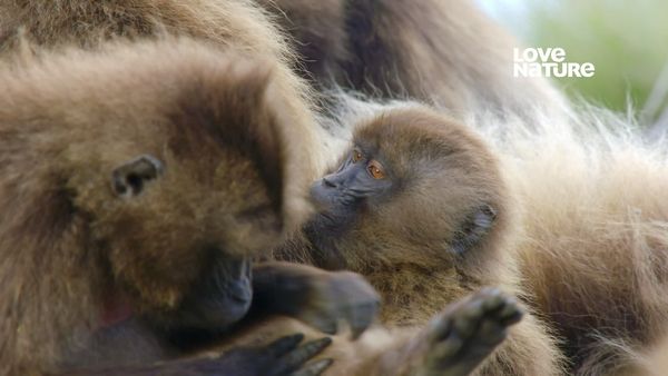 Terra dos Primatas - Os Geladas da Etiópia