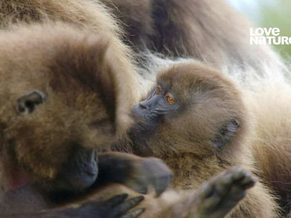 Terra dos Primatas - Os Geladas da Etiópia
