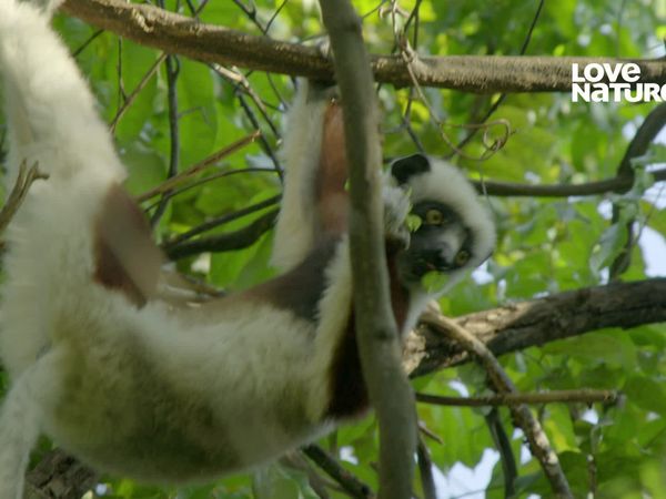 Terra dos Primatas - Lêmures de Madagascar