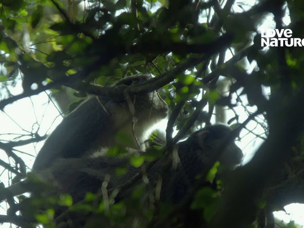 Terra dos Primatas - Andarilhos da Floresta Perdida