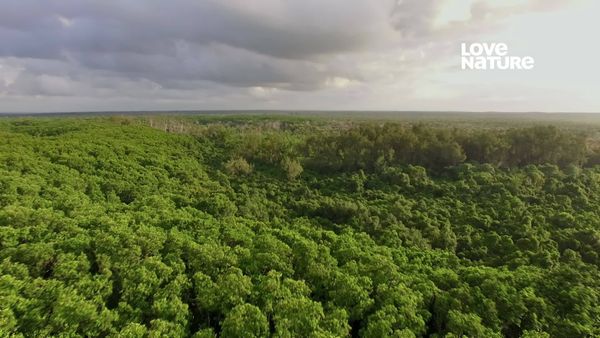 Terra dos Primatas - Macaco Venenoso de Zanzibar