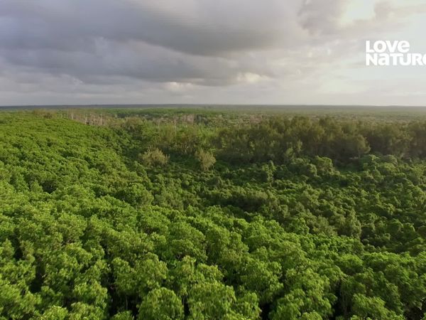 Terra dos Primatas - Macaco Venenoso de Zanzibar