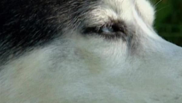 Crímenes imperfectos - Pelo de perro