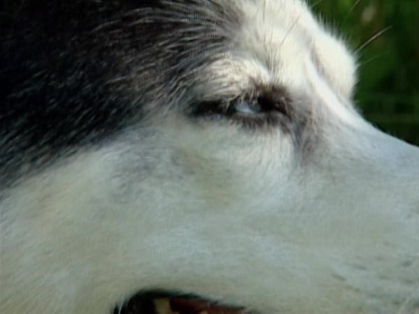 Crímenes imperfectos - Pelo de perro