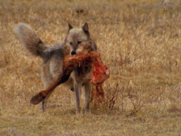 El encantador de perros - Perros lobo