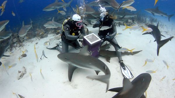 Fishing Impossible - Bahamas