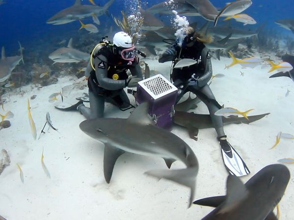 Fishing Impossible - Bahamas