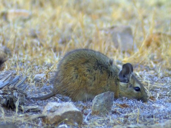 Mejores lugares del mundo - La vida salvaje en los Andes