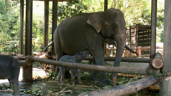 Mejores lugares del mundo - Sri Lanka: tierra de elefantes