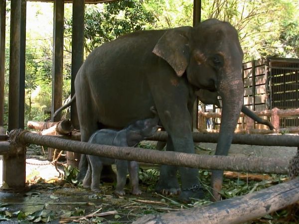 Mejores lugares del mundo - Sri Lanka: tierra de elefantes