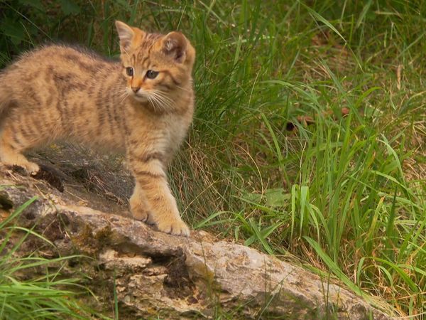 Mejores lugares del mundo - La Selva Negra de Alemania