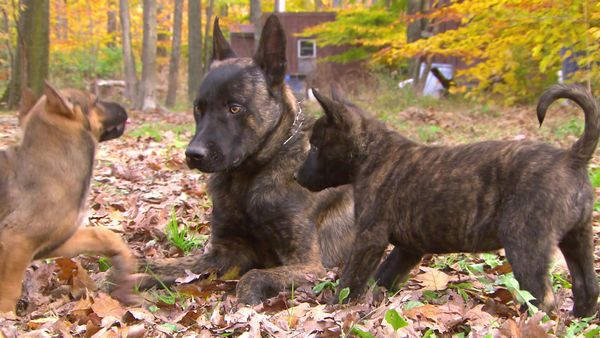 Breeder of the Pack - Service Dogs