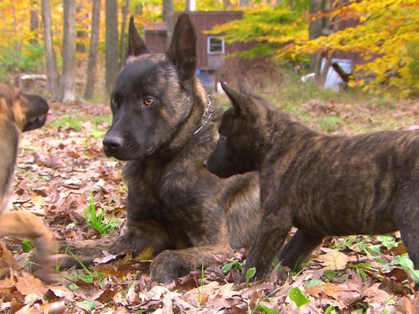 Breeder of the Pack - Service Dogs