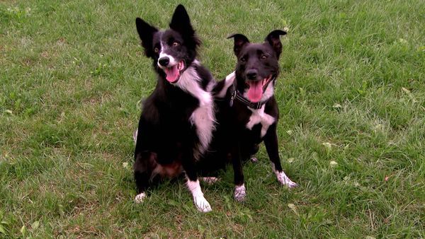 Breeder of the Pack - Border Collies