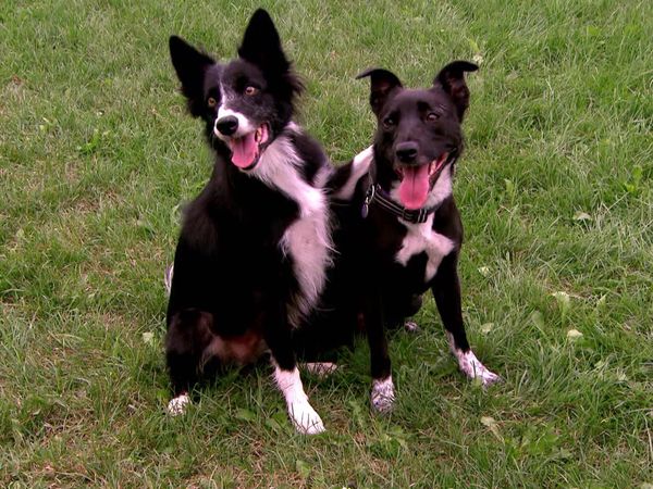 Breeder of the Pack - Border Collies