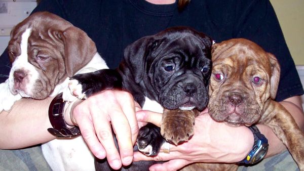 Breeder of the Pack - Olde English Bulldogges