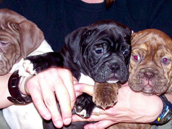 Breeder of the Pack - Olde English Bulldogges