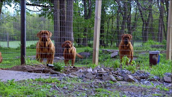 Breeder of the Pack - Dogue De Bordeaux