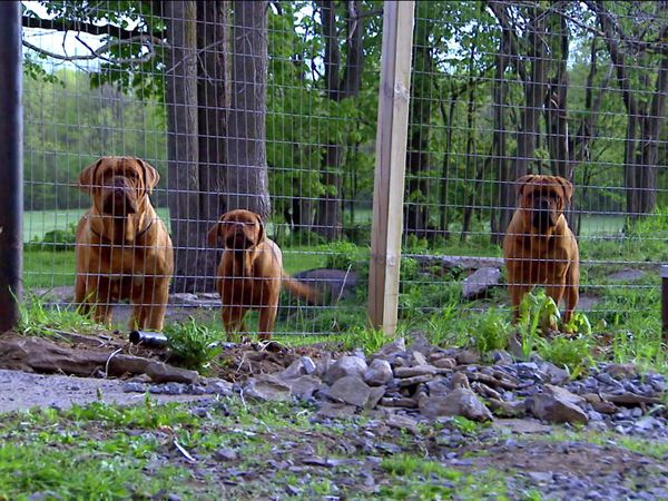 Breeder of the Pack - Dogue De Bordeaux