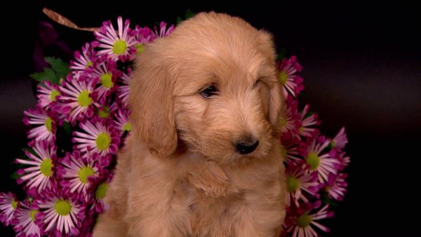 Breeder of the Pack - Goldendoodles