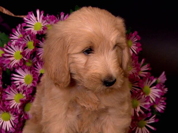 Breeder of the Pack - Goldendoodles