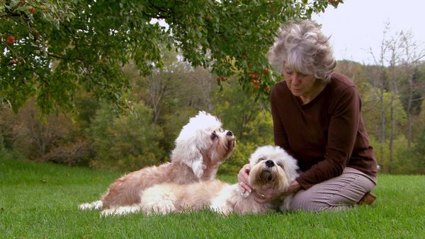 Breeder of the Pack - Dandie Dinmont Terriers