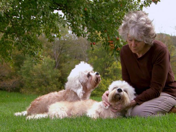 Breeder of the Pack - Dandie Dinmont Terriers
