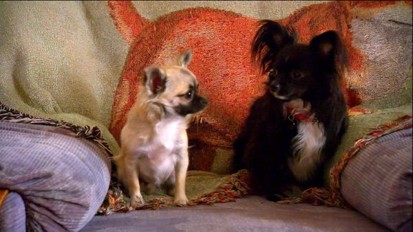 Breeder of the Pack - Chihuahua