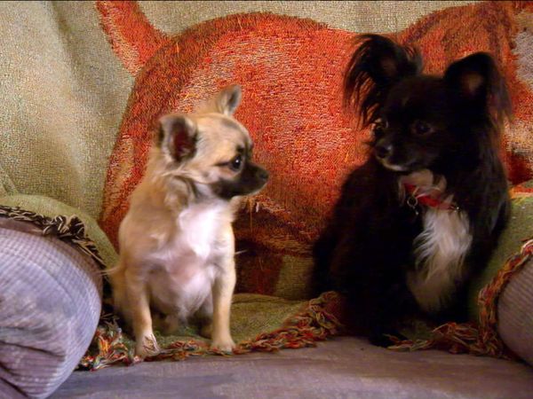 Breeder of the Pack - Chihuahua