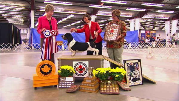 Breeder of the Pack - Basset Hound