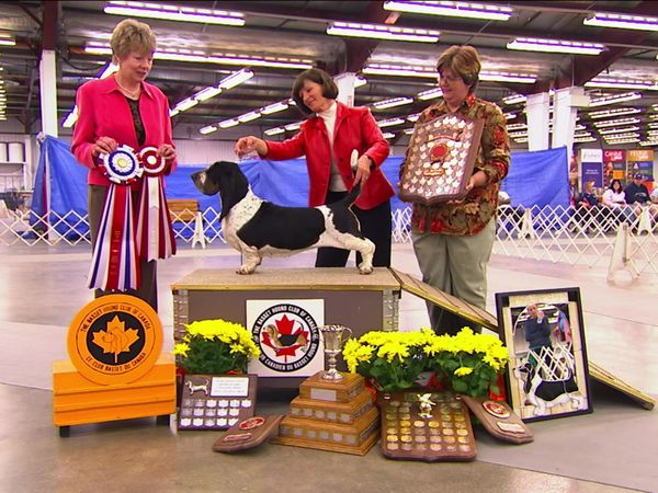Breeder of the Pack - Basset Hound