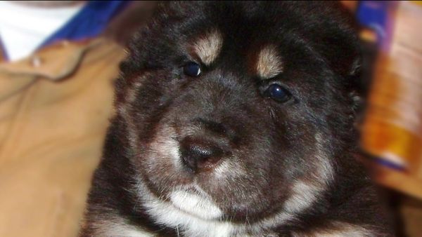 Breeder of the Pack - Central Asian Shepherds