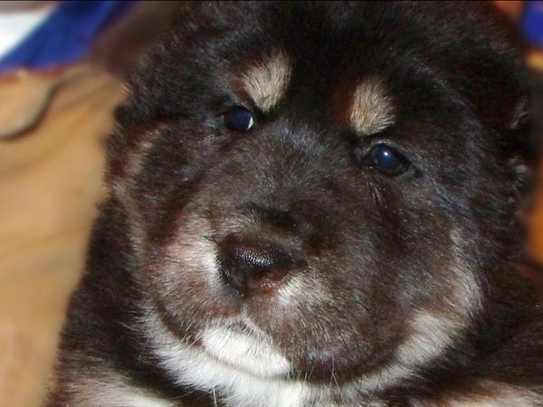Breeder of the Pack - Central Asian Shepherds
