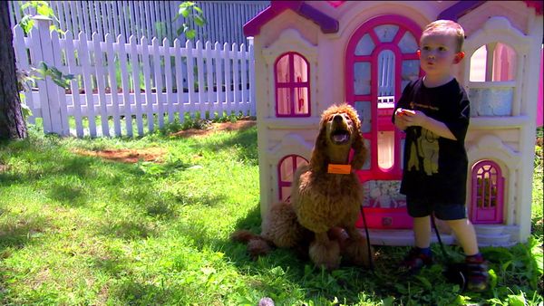 Breeder of the Pack - Poodle Pandemonium