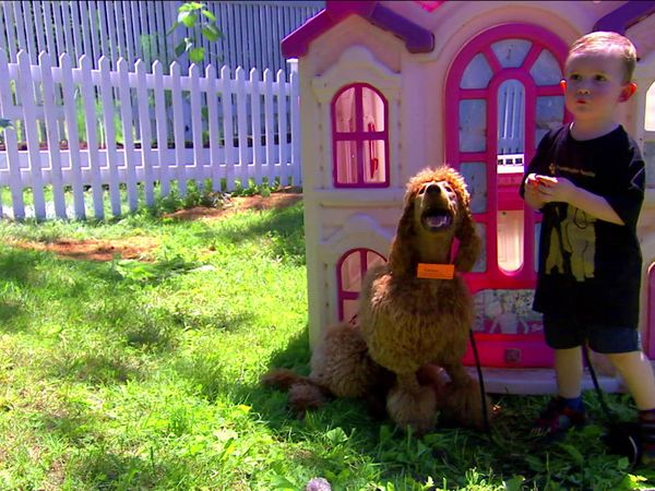Breeder of the Pack - Poodle Pandemonium