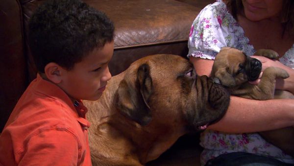 Breeder of the Pack - Bullmastiffs