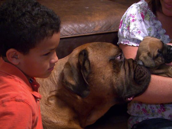 Breeder of the Pack - Bullmastiffs
