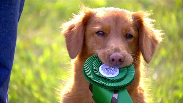 Breeder of the Pack - Nova Scotia Duck Tollers